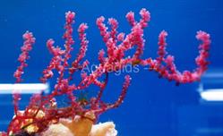 Botryocladia uvaria